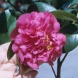 Vernice Ann